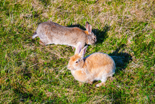 Two hares in their natural habitat, Iceland