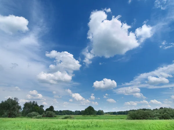 Yaz çayır masmavi gökyüzü altında