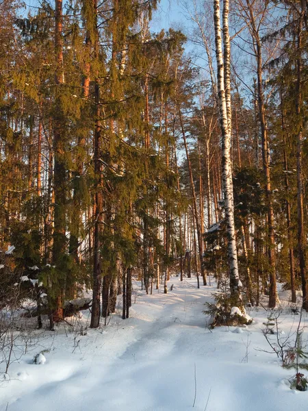 Bosque de invierno al atardecer —  Fotos de Stock