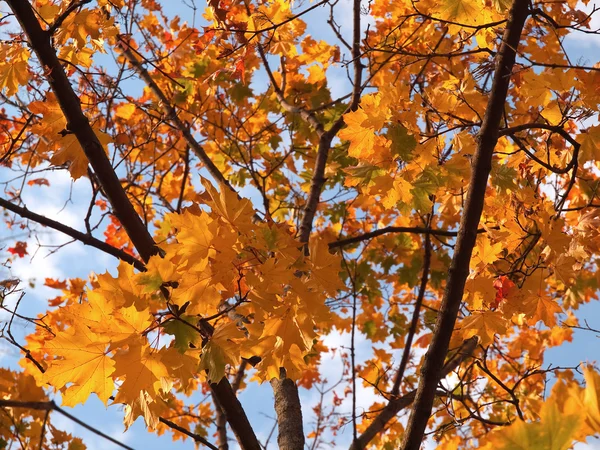 Colorful maple leaves on the tree with blue sky Royalty Free Stock Photos