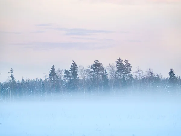 Champ d'hiver avec arbres dans le brouillard — Photo