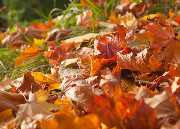 Fallen colorful maple leaves laying on the ground — Stock Photo, Image