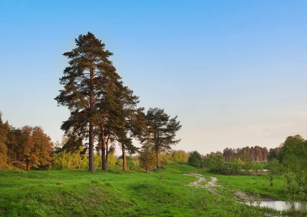 Вид на лес с голубым небом и зеленым лугом — стоковое фото