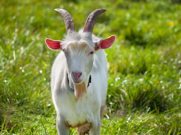 Koza pobytu na zielonej trawie — Zdjęcie stockowe