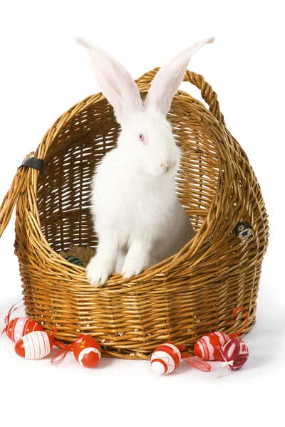 Coniglio albino bianco nel cestino — Foto Stock