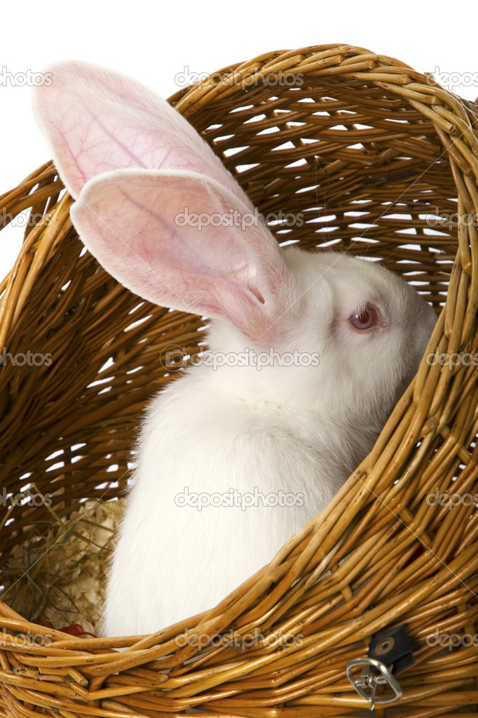 White albino rabbit in basket