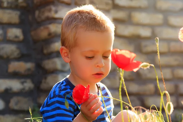 Little boy examining poppies — Stock Photo, Image