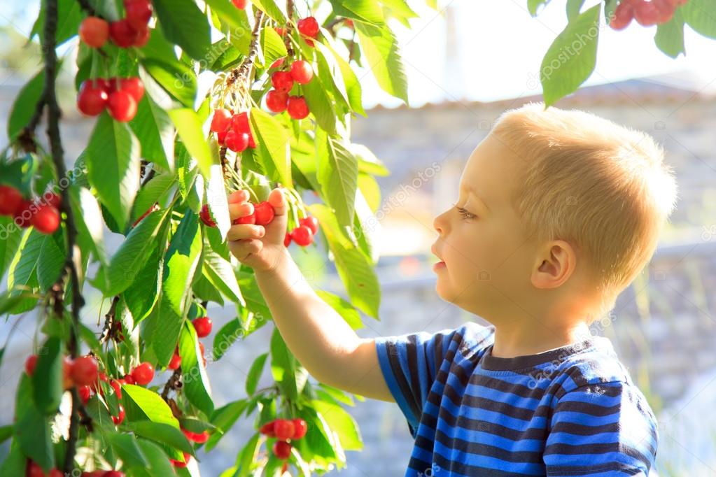 Young child picking up cherries from the tree.