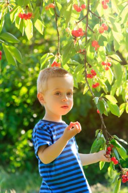 genç çocuk kiraz ağacından tespit.