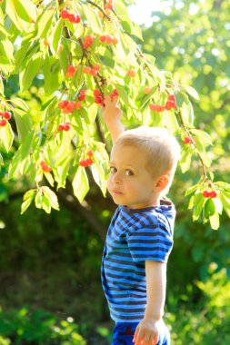 genç çocuk kiraz ağacından tespit.
