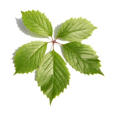 beyaz izole bir bitkinin yaprak yeşil