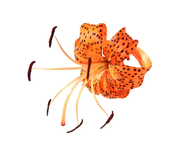 Orange tiger lily isolated on white — Stock Photo, Image