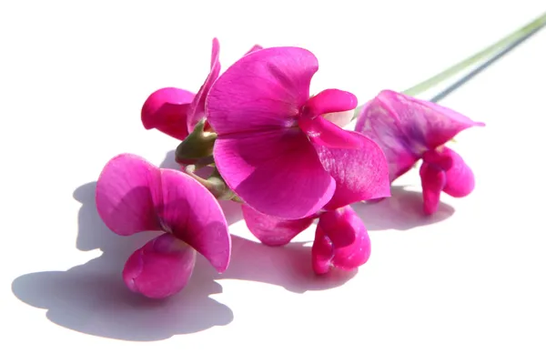 Close up of sweet pea flower — Stock Photo, Image