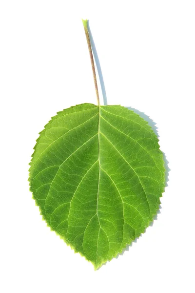 Feuille verte d'une plante isolée sur blanc — Photo