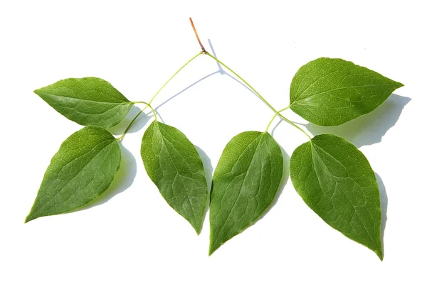 Hoja verde de una planta aislada en blanco —  Fotos de Stock