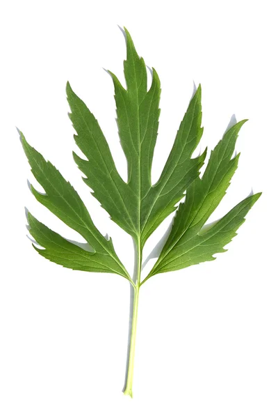 Foglia verde di una pianta isolata su bianco — Foto Stock