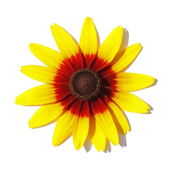 Zár megjelöl kilátás egy sárga kúp virág — Stock Fotó
