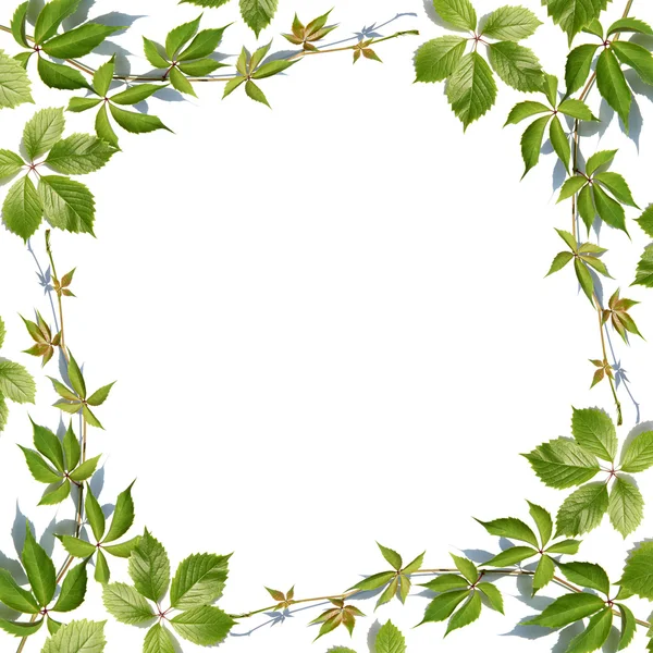 Φρέσκα πράσινα φύλλα που συνορεύουν με λευκό — Φωτογραφία Αρχείου