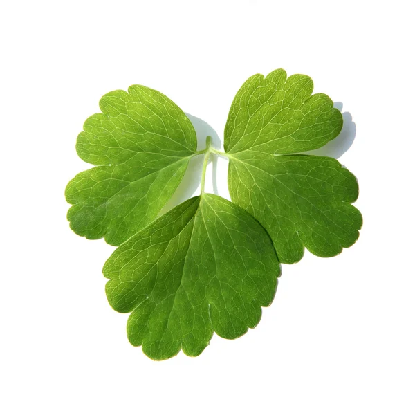 绿色叶的植物离体上白 免版税图库图片