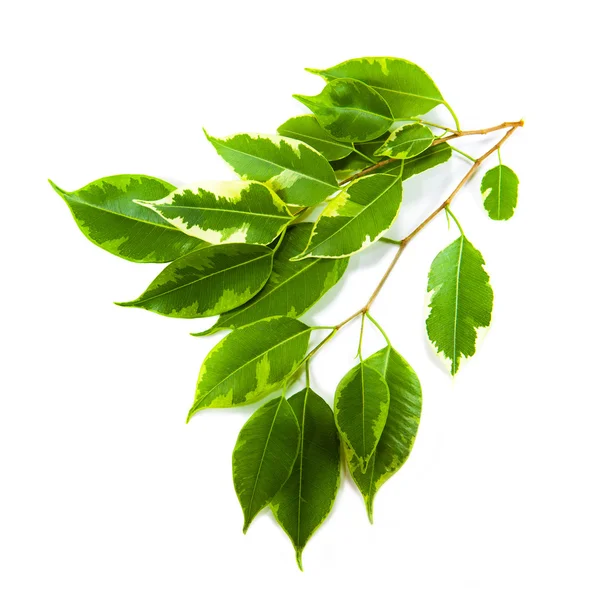 Hoja verde de una planta aislada en blanco —  Fotos de Stock