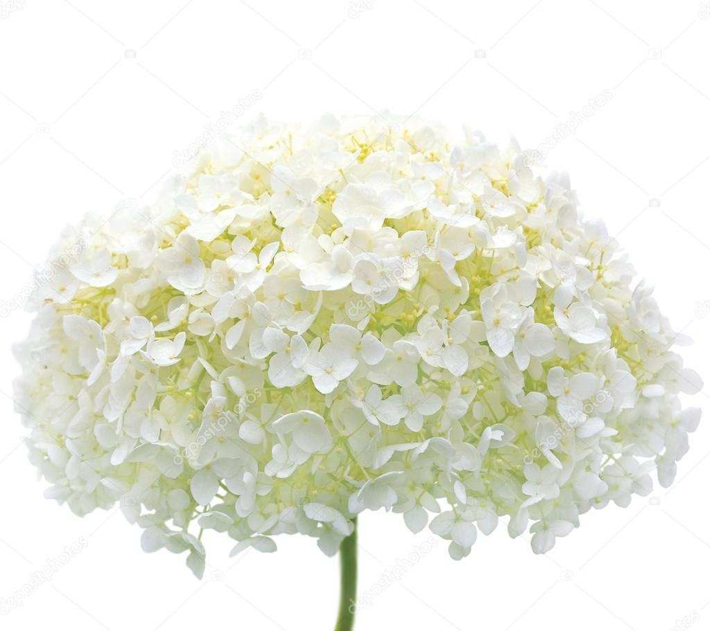 White Hydrangea Flower Blooms, Isolated Macro Closeup, Mophead