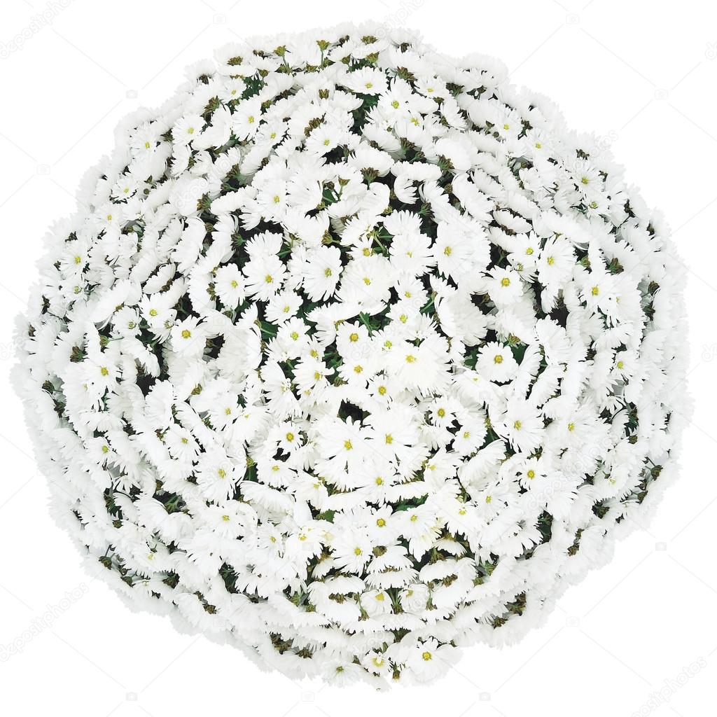 White chrysanthemums bunch, chrysanth flowers ball, large isolated