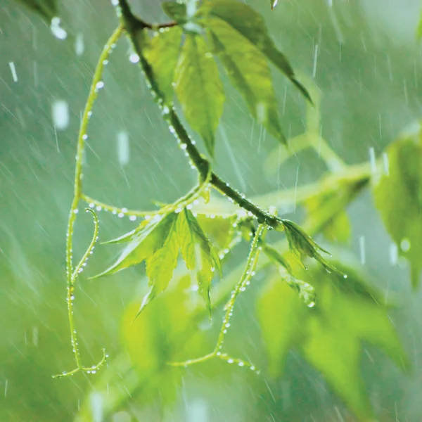 Nieuwe virginia klimplant, begin van de zomer regenachtige dag regenbui regen, zachte parthenocissus quinquefolia bokeh macro close-up — Stockfoto