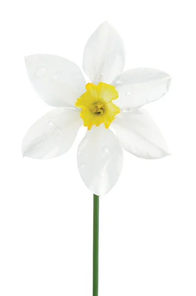 Narciso blanco L. flor floreciente, amarillo amarilis jo — Foto de Stock