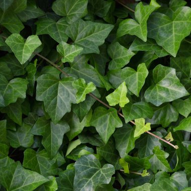 Hedera helix L. var. baltica leaf, climbing common Baltic ivy texture flat lay background pattern, large detailed horizontal macro closeup, fresh new young evergreen creeper leaves, green wintergreen woody vine textured detail