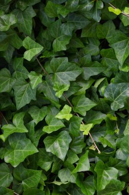 Hedera helix L. var. Baltica yaprağı, yaygın Baltık sarmaşığı dokusu düz arka plan deseni, geniş detaylı dikey makro yakın plan, taze taze taze taze yeşil sarmaşık yeşil keklik üzümlü sarmaşık desenli ayrıntı