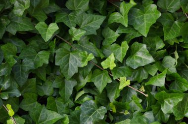 Hedera helix L. var. Baltica yaprağı, yaygın Baltık sarmaşığı dokusu düz arka plan deseni, geniş detaylı yatay makro yakın plan, taze taze taze taze yeşil sarmaşık yaprakları, yeşil keklik üzümü desenli sarmaşık desenli detay