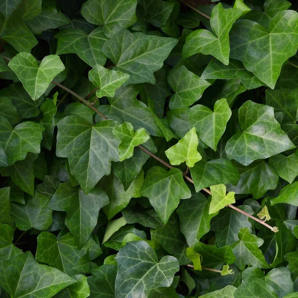 Hedera Helix Var Baltica Leaf Climbing Common Baltic Ivy Texture — Fotografia de Stock