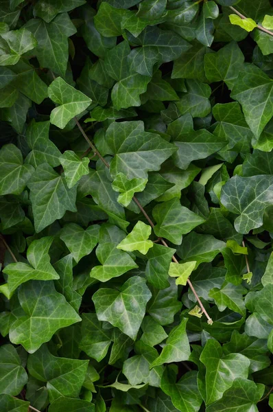 Hedera helix L. var. Baltica yaprağı, yaygın Baltık sarmaşığı dokusu düz arka plan deseni, geniş detaylı dikey makro yakın plan, taze taze taze taze yeşil sarmaşık yeşil keklik üzümlü sarmaşık desenli ayrıntı