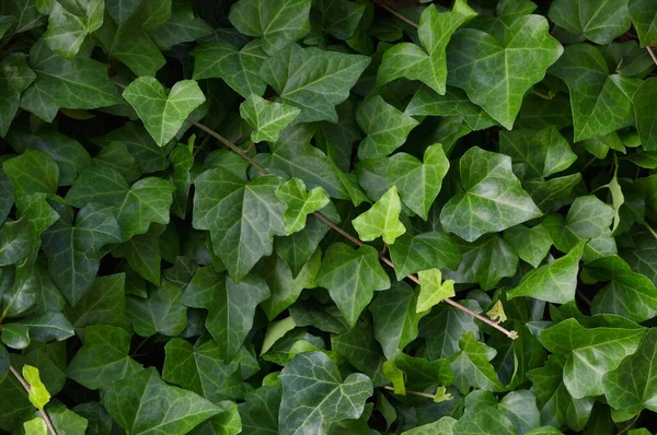 Hedera helix L. var. Baltica yaprağı, yaygın Baltık sarmaşığı dokusu düz arka plan deseni, geniş detaylı yatay makro yakın plan, taze taze taze taze yeşil sarmaşık yaprakları, yeşil keklik üzümü desenli sarmaşık desenli detay