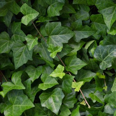 Hedera helix L. var. baltica leaf, climbing common Baltic ivy texture flat lay background pattern, large detailed vertical macro closeup, fresh new young evergreen creeper leaves green wintergreen woody vine textured detail