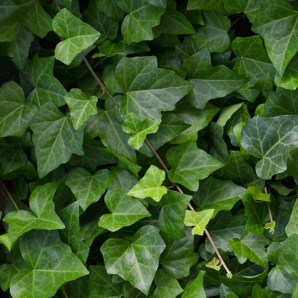 Hedera Helix Var Baltica Leaf Climbing Common Baltic Ivy Texture — Stock Photo, Image