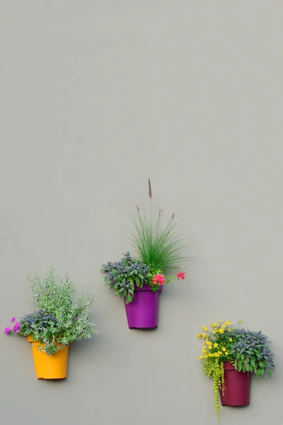 Bright Wall Planters, Colorful Flowerpots, Green Fresh Pineapple Mint Foliage, Pink Flowering Pelargonium Flowers, Red Geraniums, Salvia Officinalis Purple Sage Leaves Pots, Yellow Ranunculus Buttercup Magenta Bentgrass, Lysimachia nummularia \'Aurea\'