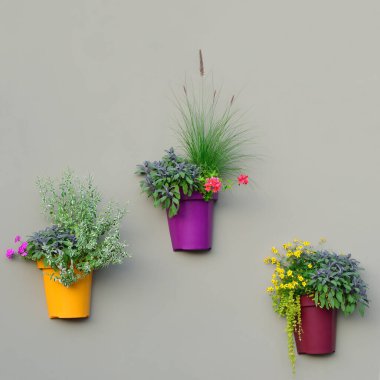 Bright Wall Planters, Colorful Flowerpots, Green Fresh Pineapple Mint Foliage, Pink Flowering Pelargonium Flowers, Red Geraniums, Salvia Officinalis Purple Sage Leaves Pots, Yellow Ranunculus Buttercup Magenta Bentgrass, Lysimachia nummularia 'Aurea'