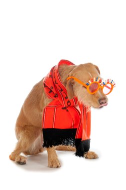 bir köpek