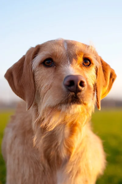Собака на сонці Ліцензійні Стокові Фото