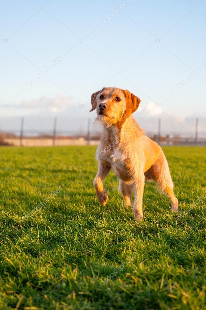 A Dog in the sun Stock Photo by ©Gabees 39575885