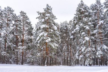 Bulutlu bir günde karla kaplı çam ağaçlarıyla resmedilmiş kış manzarası. Kardan sonra kış kozalaklı orman. Harika kuzey doğası, güzel doğal arka plan.