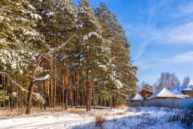 Güneşli bir günde, karla kaplı çam ağaçları ve orman kenarındaki kır evlerinin çatılarıyla güzel bir kış manzarası. Kış kozalaklı orman ve kar yağdıktan sonra köy. Harika kuzey doğası.