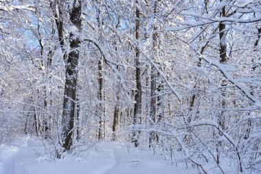 Güneşli bir günde karla kaplı ağaçlarla resmedilmiş kış manzarası. Kar sonrası kış ormanı. Harika kuzey doğası, güzel doğal arka plan.