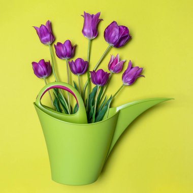 Purple tulips in watering can on light pastel background. Creative composition in violet and green, greeting card for spring holiday. Gardening, flowering, horticulture concept. Flat lay, top view.