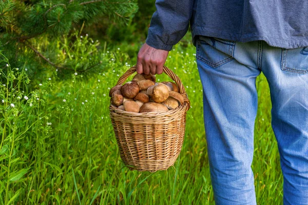 Basket Edible Porcini Mushrooms Man Hand Summer Landscape Meadow Forest — Photo