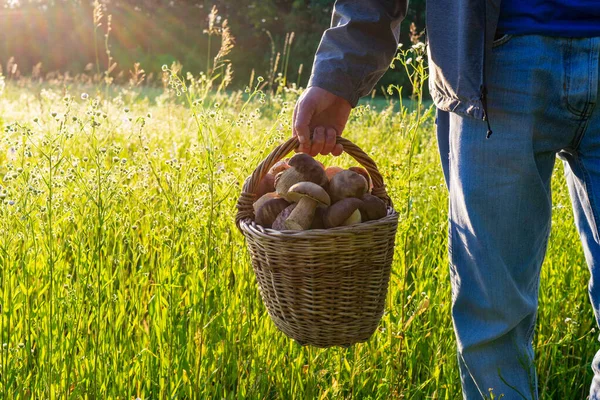 Basket Edible Porcini Mushrooms Man Hand Summer Landscape Meadow Forest — Stockfoto