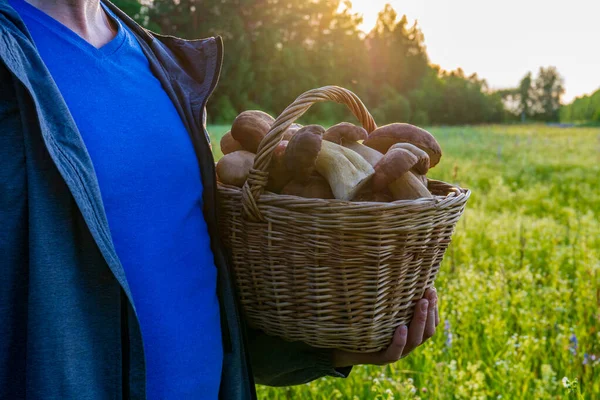 Basket Edible Porcini Mushrooms Man Hand Summer Landscape Meadow Forest — Photo