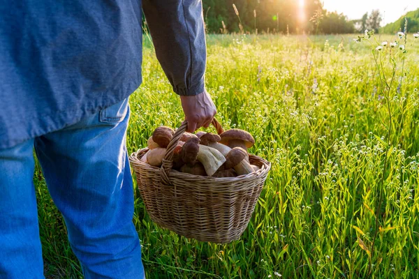 Basket Edible Porcini Mushrooms Man Hand Summer Landscape Meadow Forest — Stockfoto