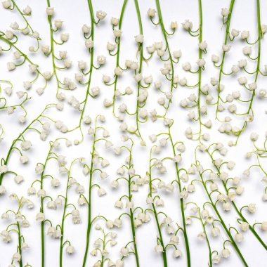 Beautiful fresh lilies of the valley flowers on white background. Natural floral backdrop with space for text. Luxury greeting card mockup. Wedding, women's or mother's day, easter, spring concept